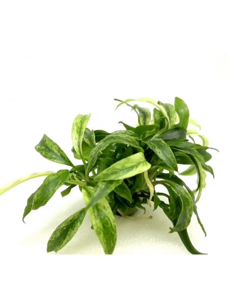 Анубиас Минима Коготь дракона - Anubias minima "Dragon Claw"
