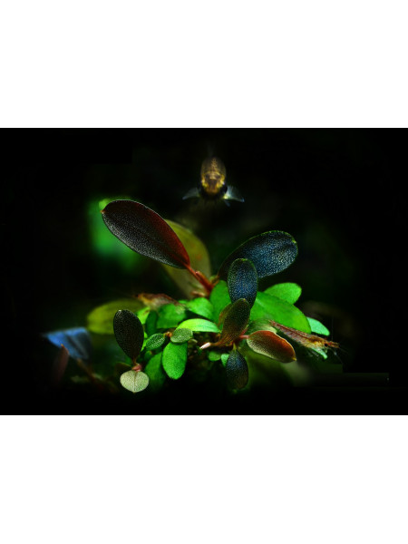 Буцефаландра зеленый нефрит (Bucephalandra green jade)