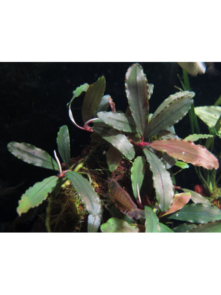 Bucephalandra sp. Titan