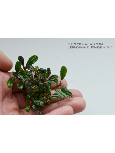 Bucephalandra brownie phoenix