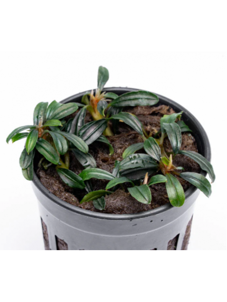 Bucephalandra boyan mini naruow