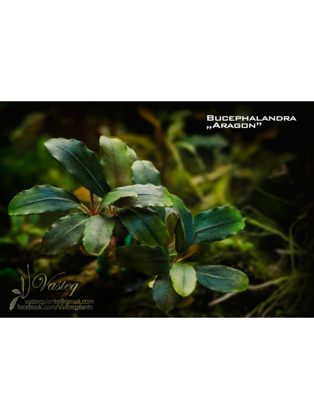 Bucephalandra sp. Aragon