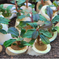 Буцефаландра Брауни Капуас (Bucephalandra kapuas brownie) Буцефаландра Брауни Капуас (Bucephalandra kapuas brownie)
