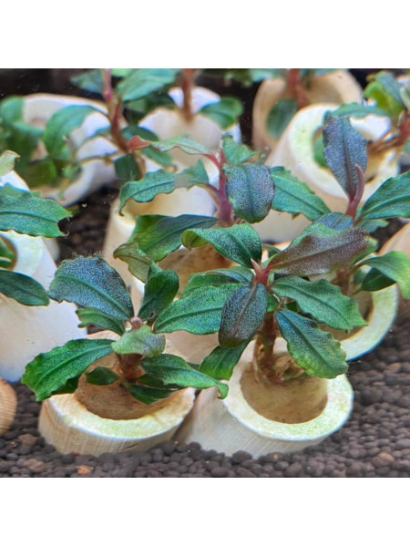 Буцефаландра Брауни Капуас (Bucephalandra kapuas brownie)