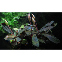 Bucephalandra sp. Tricolor. Bucephalandra sp. Tricolor.