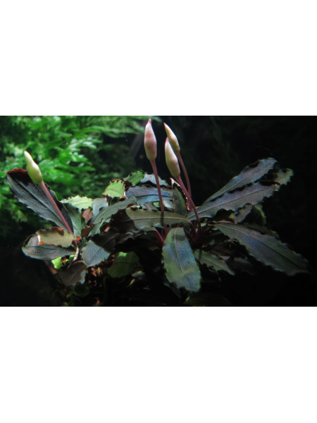 Bucephalandra sp. Tricolor.