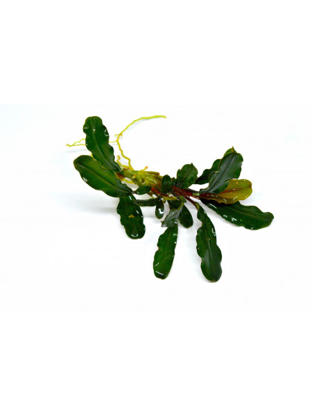 Bucephalandra wavy dark green