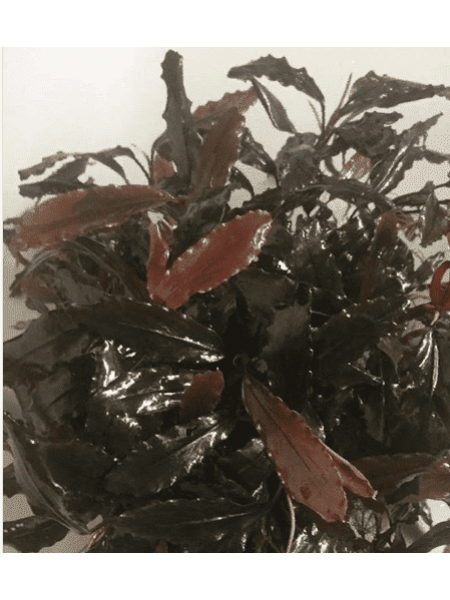 Bucephalandra motleyana (Brown leaf)