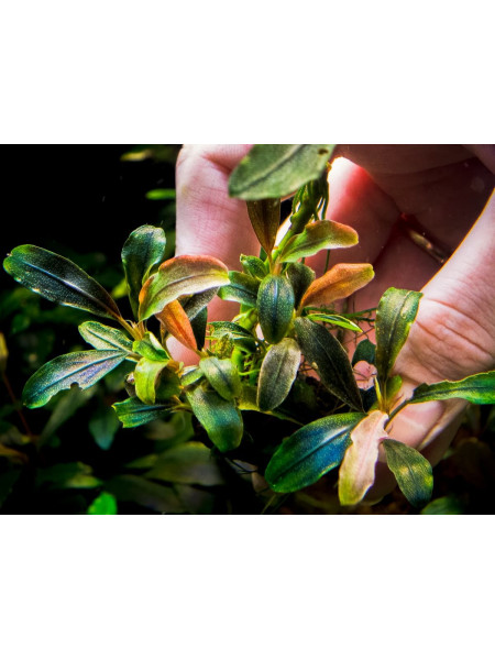 Bucephalandra sp. Cherish 3.