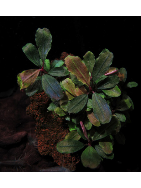 Bucephalandra sp 'Batang Kawa'