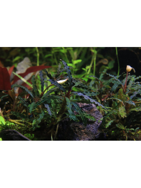 Bucephalandra sp.Catherine Red