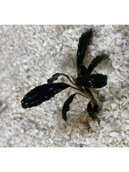 Буцефаландра ценная (Bucephalandra cherish)