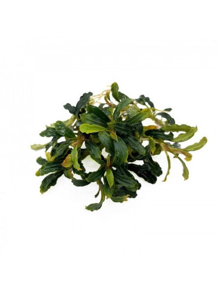 Bucephalandra brownie adinda