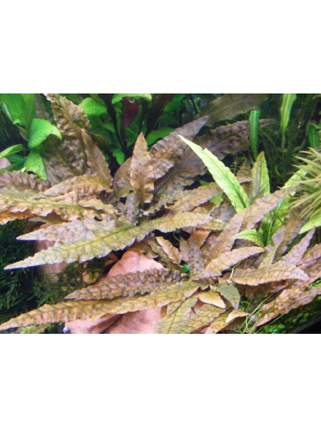 Криптокорина Тропика (Cryptocoryne Wendtii С. Var. rubella Tropica)