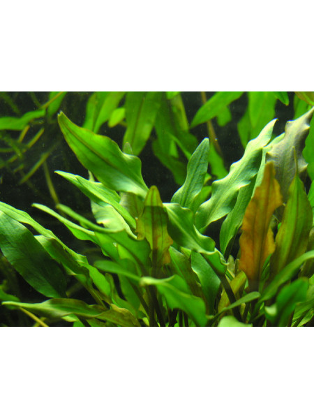 Криптокорина желтая (Cryptocoryne lutea)