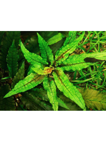 Криптокорина Вендта Зеленый геккон (Cryptocoryne wendtii var. Green gecko)