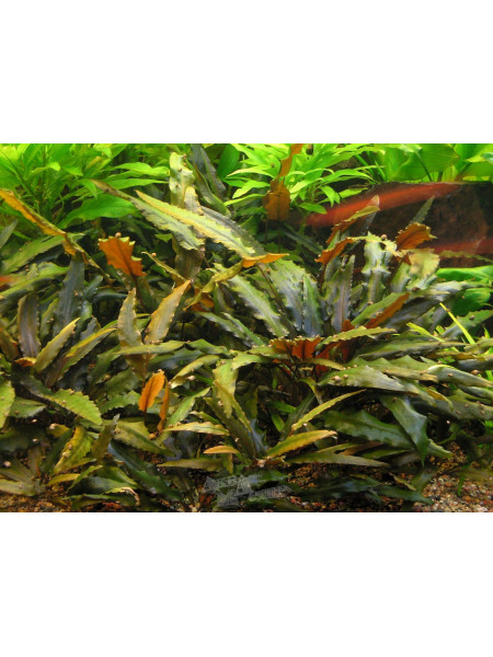 Криптокорина Вендта Коричневая (Cryptocoryne wendtii Brown)