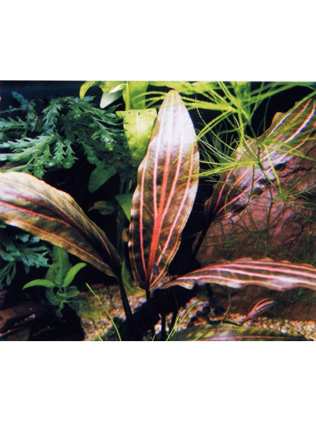 Криптокорина сердцевидная Гриффита Розанервиг (Cryptocoryne cordata Griffith Rosanervig)