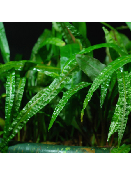 Криптокорина Апоногетонолистная (Cryptocoryne Аponogetifolia)