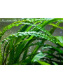 Криптокорина Апоногетонолистная (Cryptocoryne Аponogetifolia)