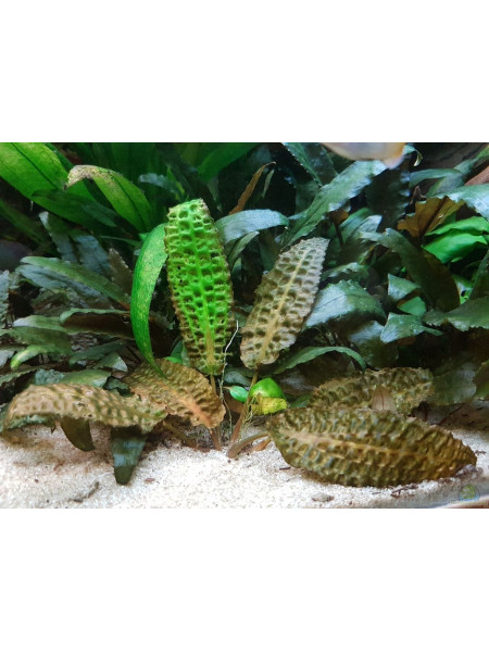Криптокорина Гудоро (Cryptocoryne hudoroi)