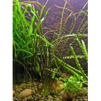 Криптокорина Тонкиненсис (Cryptocoryne crispatula var. tonkinensis) Криптокорина Тонкиненсис (Cryptocoryne crispatula var. tonkinensis)