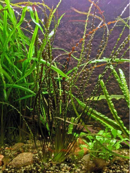 Криптокорина Тонкиненсис (Cryptocoryne crispatula var. tonkinensis)