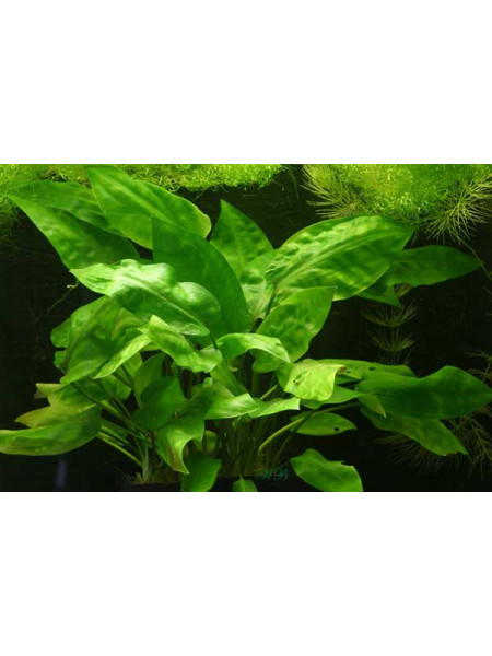 Криптокорина Мельмана (Cryptocoryne moehlmanni)