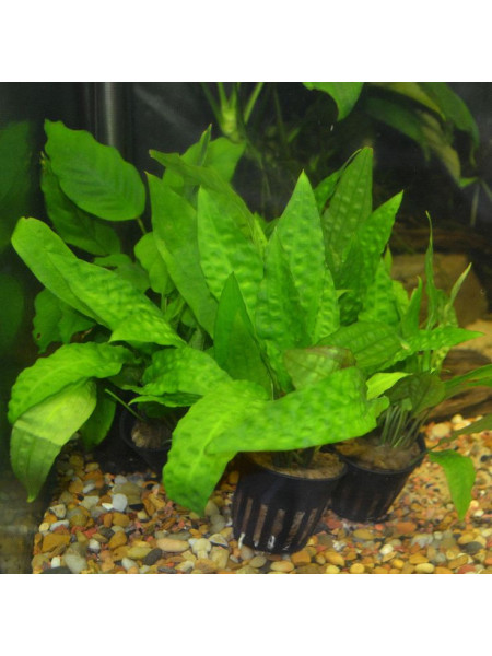 Криптокорина устериана зеленая (Cryptocoryne asturianu green)