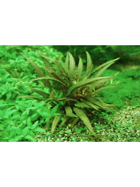 Криптокорина Беккета Петча (Cryptocoryne Beckettii Petchii)