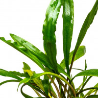 Криптокорина костата (Cryptocoryne costata)