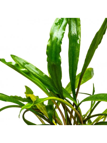 Криптокорина костата (Cryptocoryne costata)