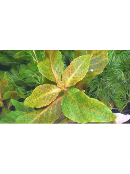 Гигрофила коричневая (Hygrophila Brown)