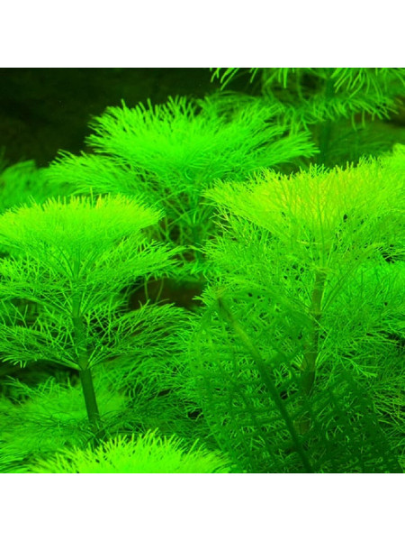 Амбулия (Limnophila aquatica)