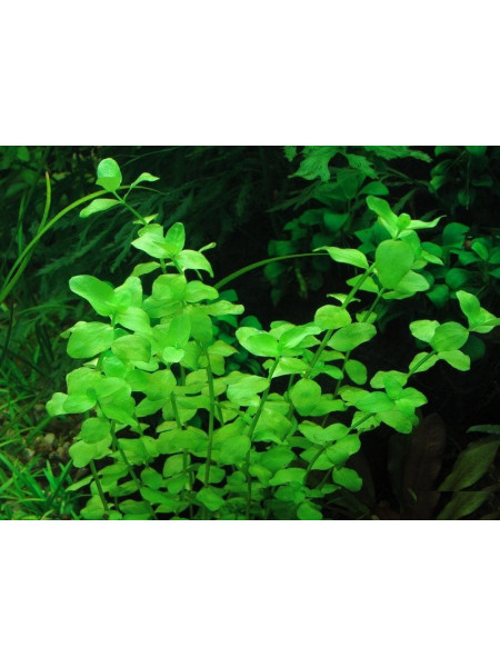 Бакопа австралийская (Bacopa australis)