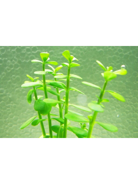 Бакопа моннье (Bacopa monnieri)