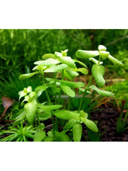 Бакопа Пантанал (Bacopa Pantanal)