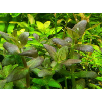 Бакопа зальцмана (Bacopa sp. Salzmannii) Бакопа зальцмана (Bacopa sp. Salzmannii)