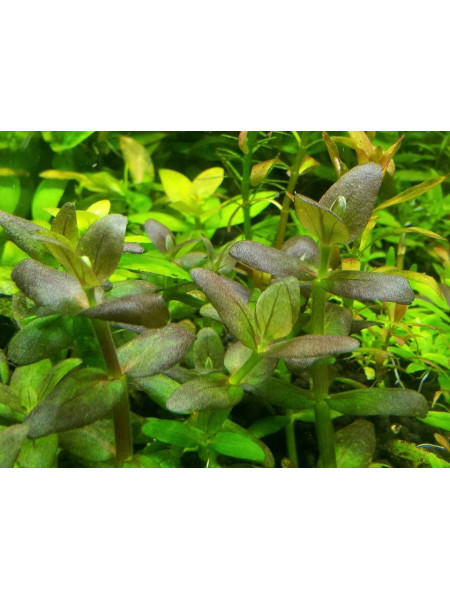 Бакопа зальцмана (Bacopa sp. Salzmannii)