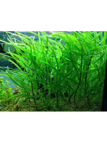 Гигрофила иволистная (Hygrophila corymbosa angustifolia)