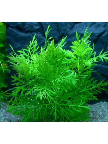 Гигрофила деморфная, синема (Hygrophila difformis)