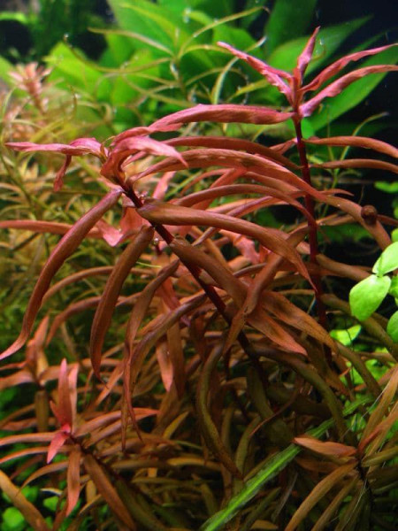 Аммания сенегальская (Ammannia senegalensis)