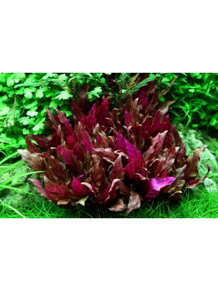 Альтернантера Розанервиг (Alternanthera reineckii Rosanervig)