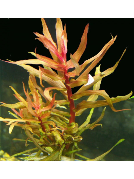 Аммания изящная (Ammannia gracilis)