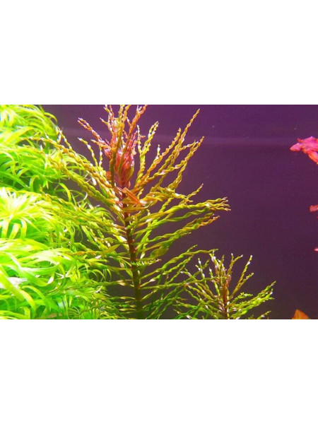 Людвигия Торнадо (Ludwigia sp. Tornado)