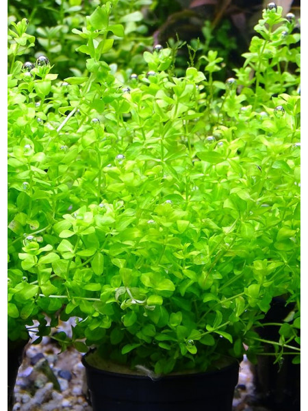 Микрантемум тенистый (Micranthemum umbrosum)