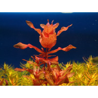 Ротала макранда крупнотычинковая красная или краснолистная (Rotala macrandra red) Ротала макранда крупнотычинковая красная или краснолистная (Rotala macrandra red)