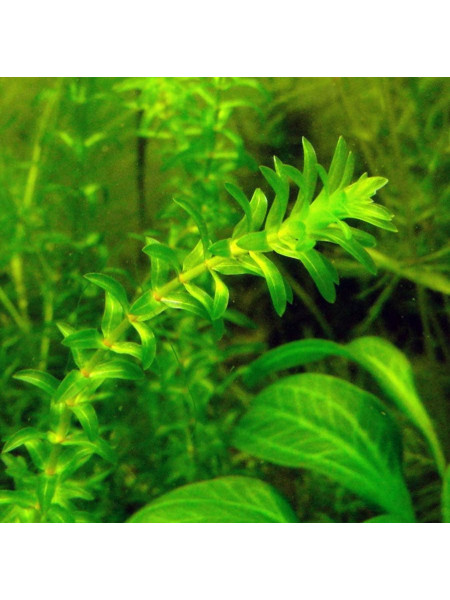 Элодея канадская (Elodea canadensis)