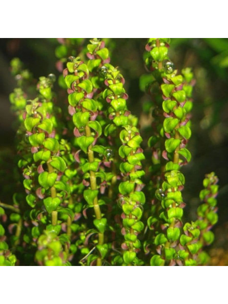 Ротала Перлс (Rotala sp. Pearls) (пучок 5 веток)