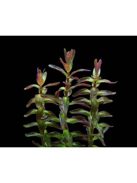 Ротала Макранда Мини Тип 2 (Rotala Macranda mini type 2)